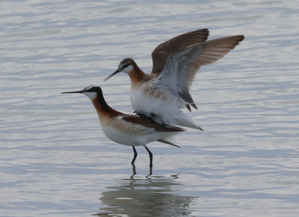 Wilson's Phalarope - ML638603255