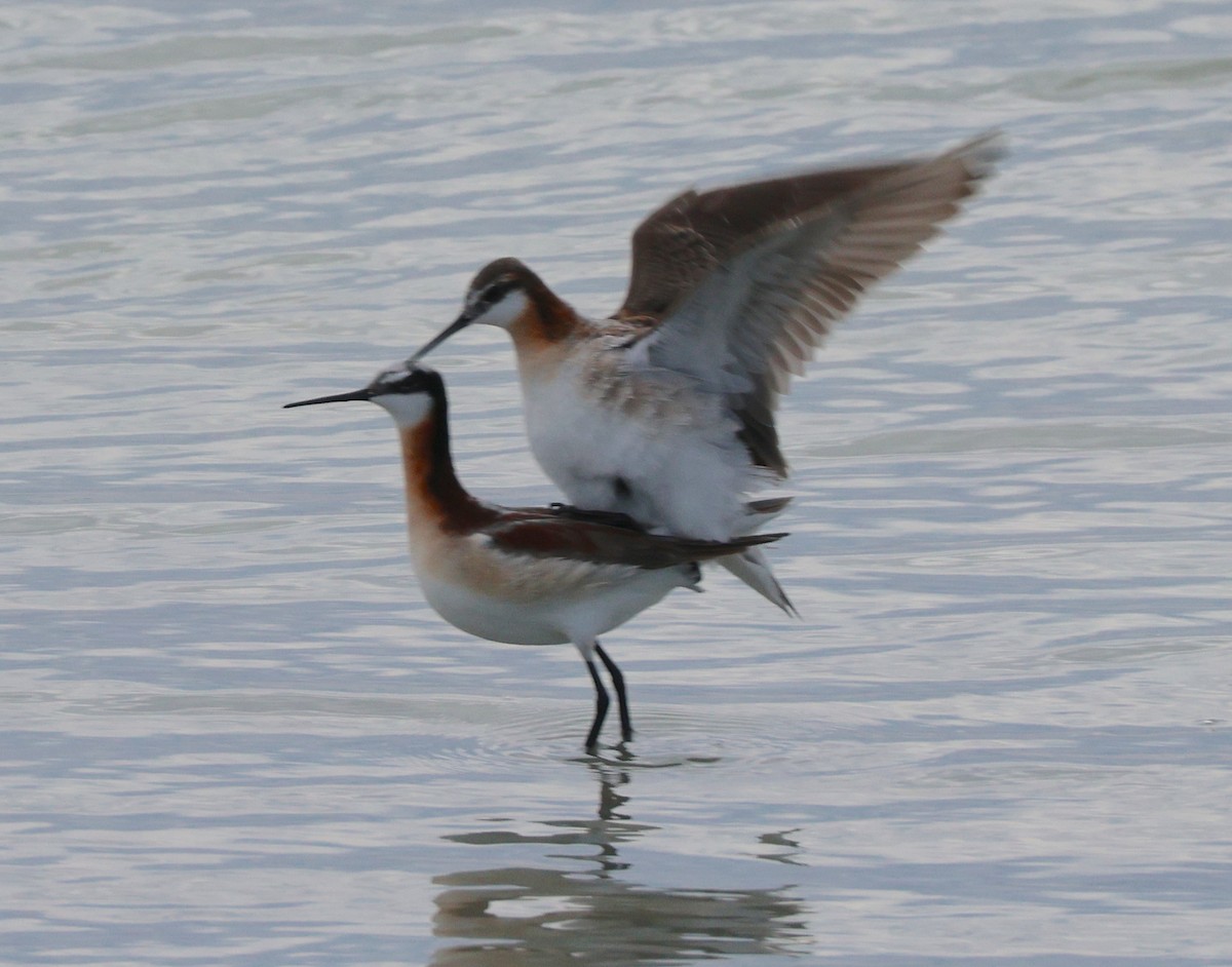 Wilson's Phalarope - ML638603267