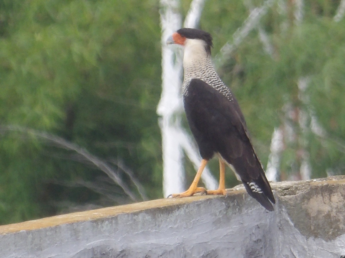 Crested Caracara (Northern) - ML638603273