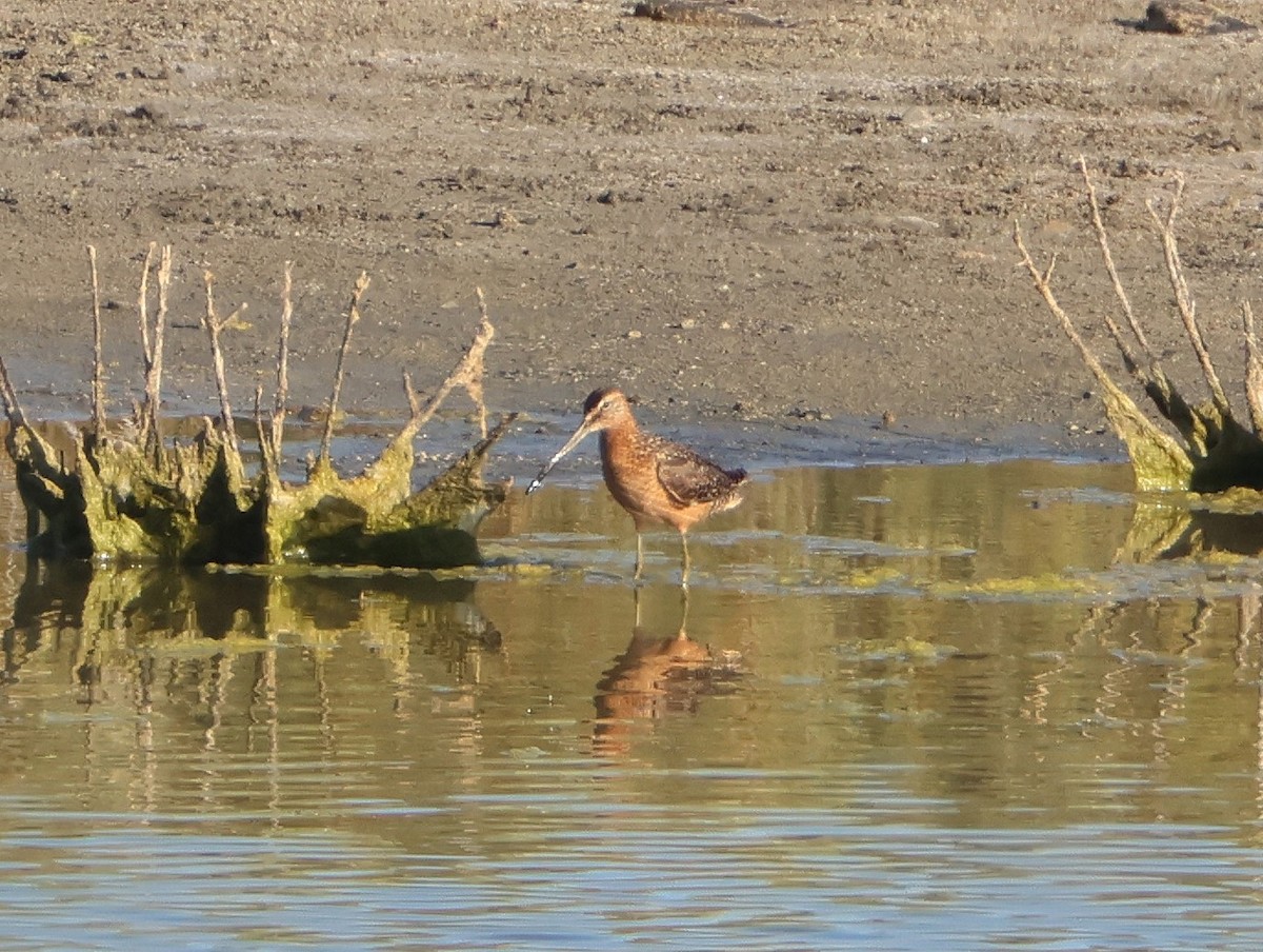 Long-billed Dowitcher - ML638603276