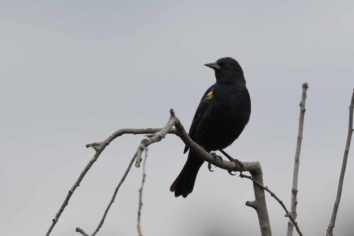 Yellow-winged Blackbird - ML638603279