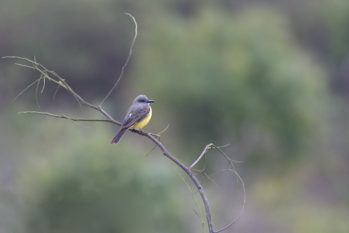 Tropical Kingbird - ML638603285
