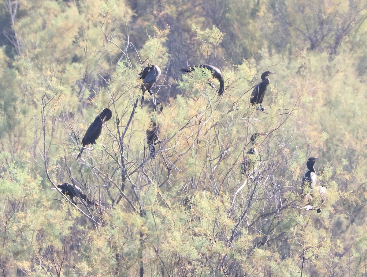 Neotropic Cormorant - ML638603289