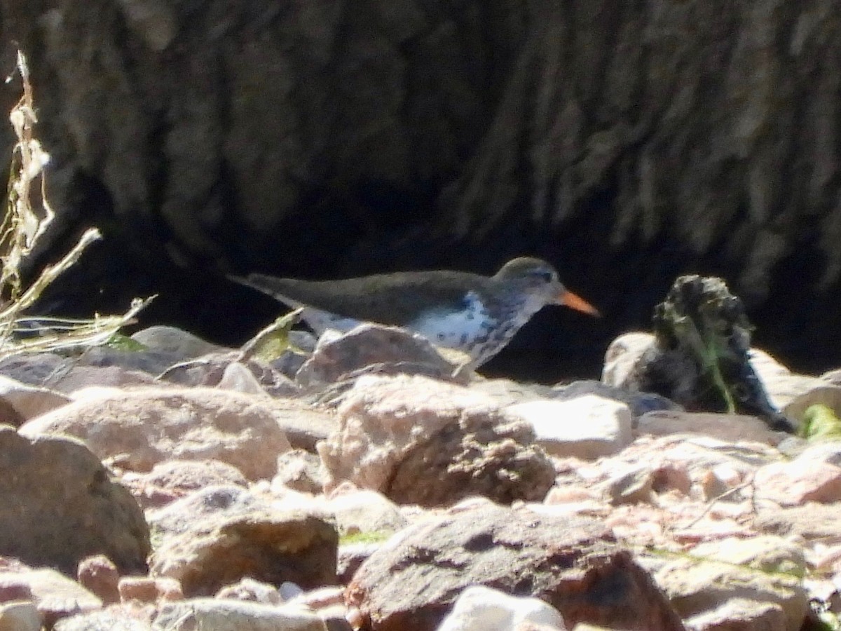 Пятнистый перевозчик - ML638603302