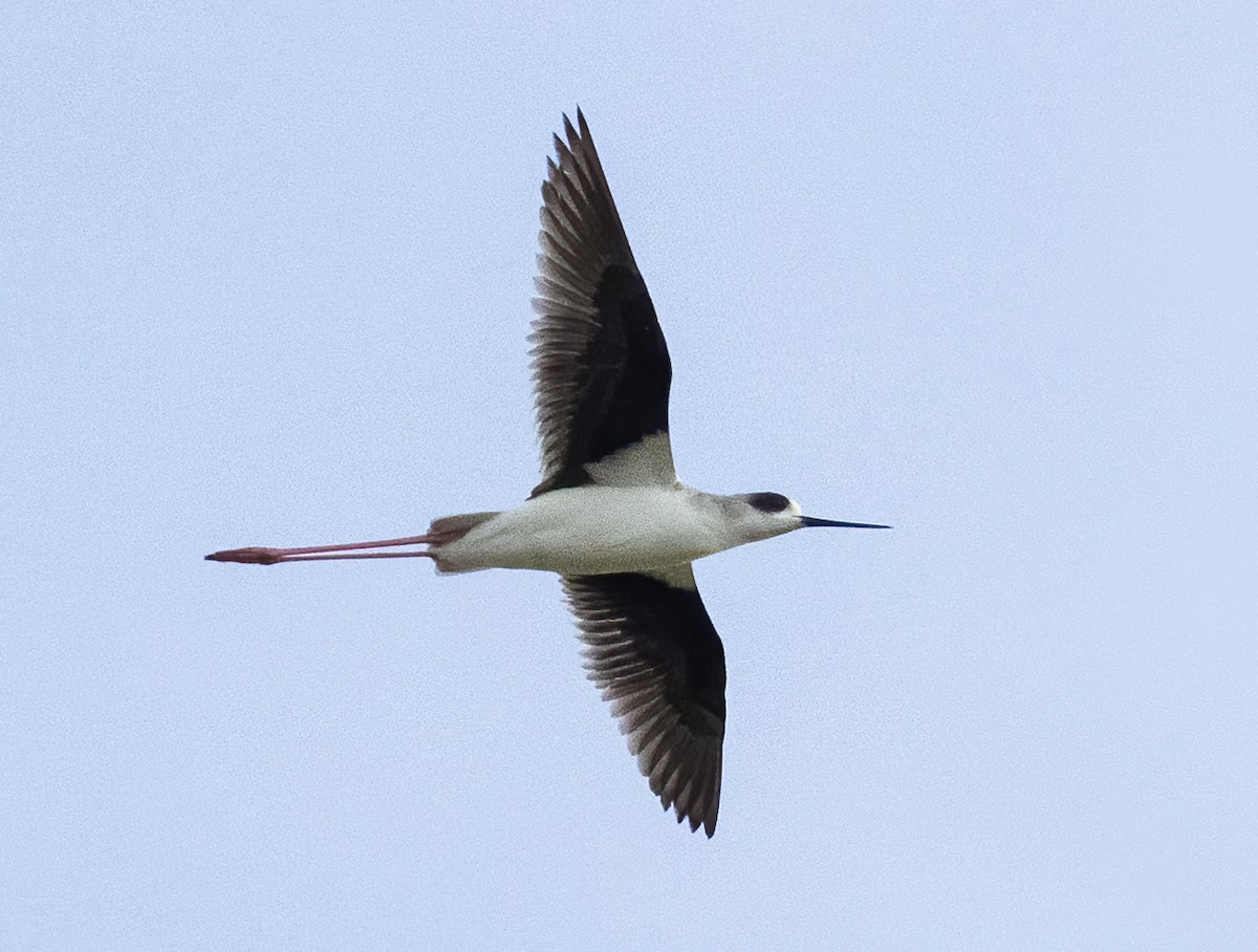 Black-winged Stilt - ML638603368