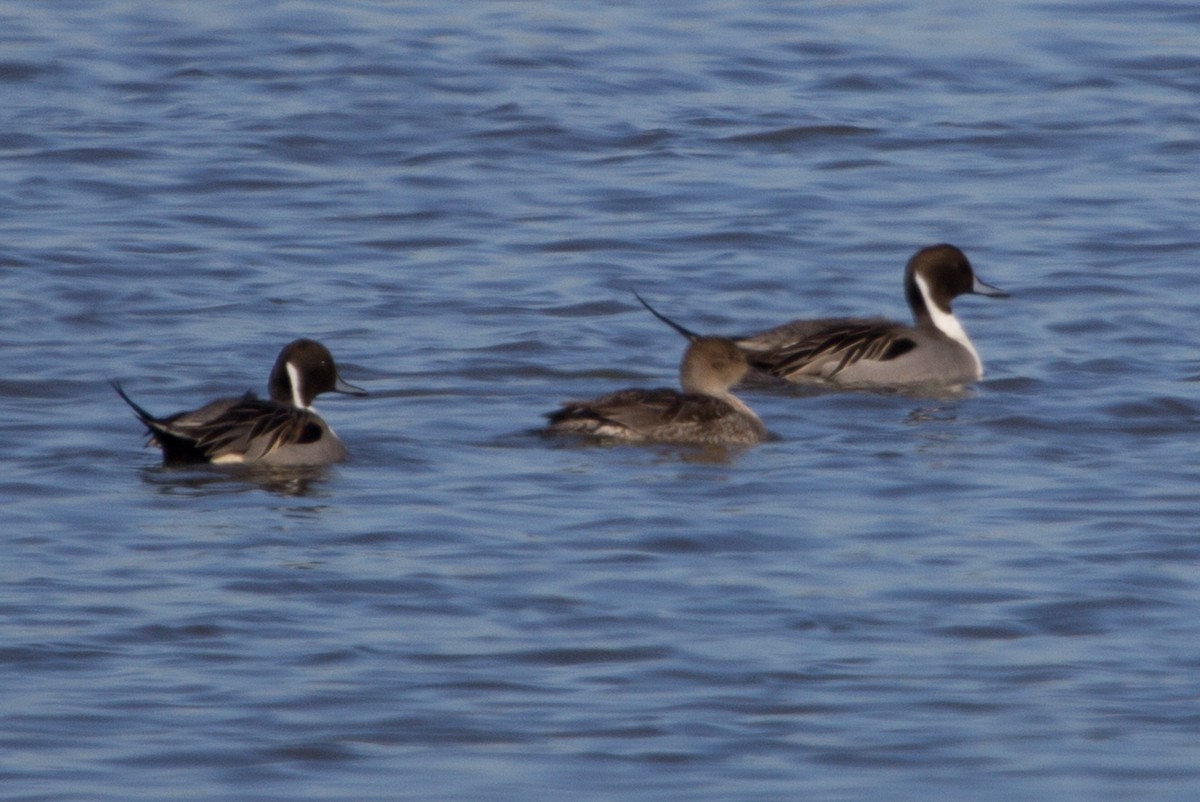Northern Pintail - ML638603380