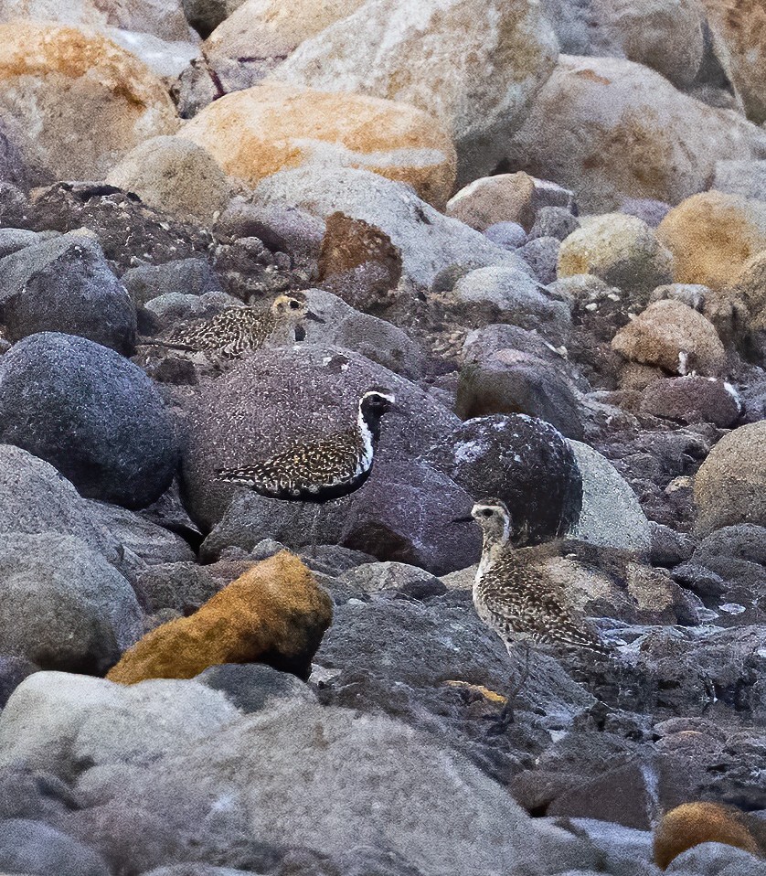 Pacific Golden-Plover - ML638603381