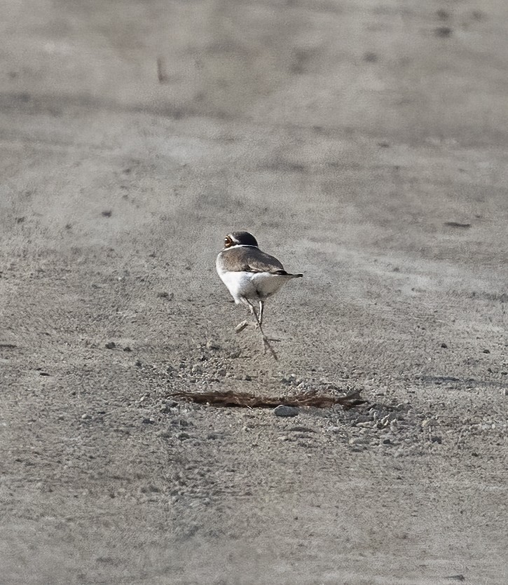 Little Ringed Plover - ML638603389