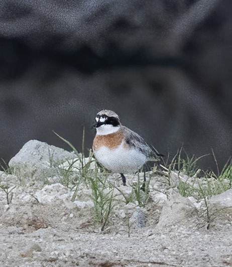 Siberian Sand-Plover - ML638603400