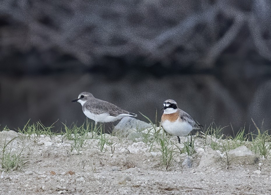 Siberian Sand-Plover - ML638603401