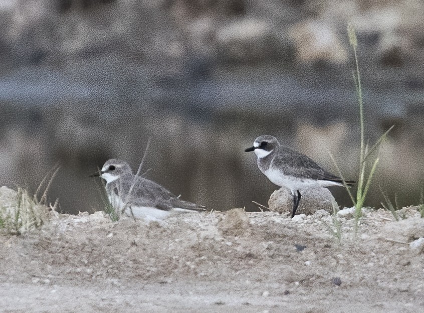 Siberian Sand-Plover - ML638603402