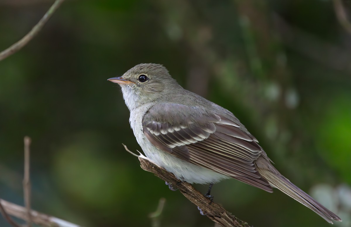 Olivaceous Elaenia - ML638603410