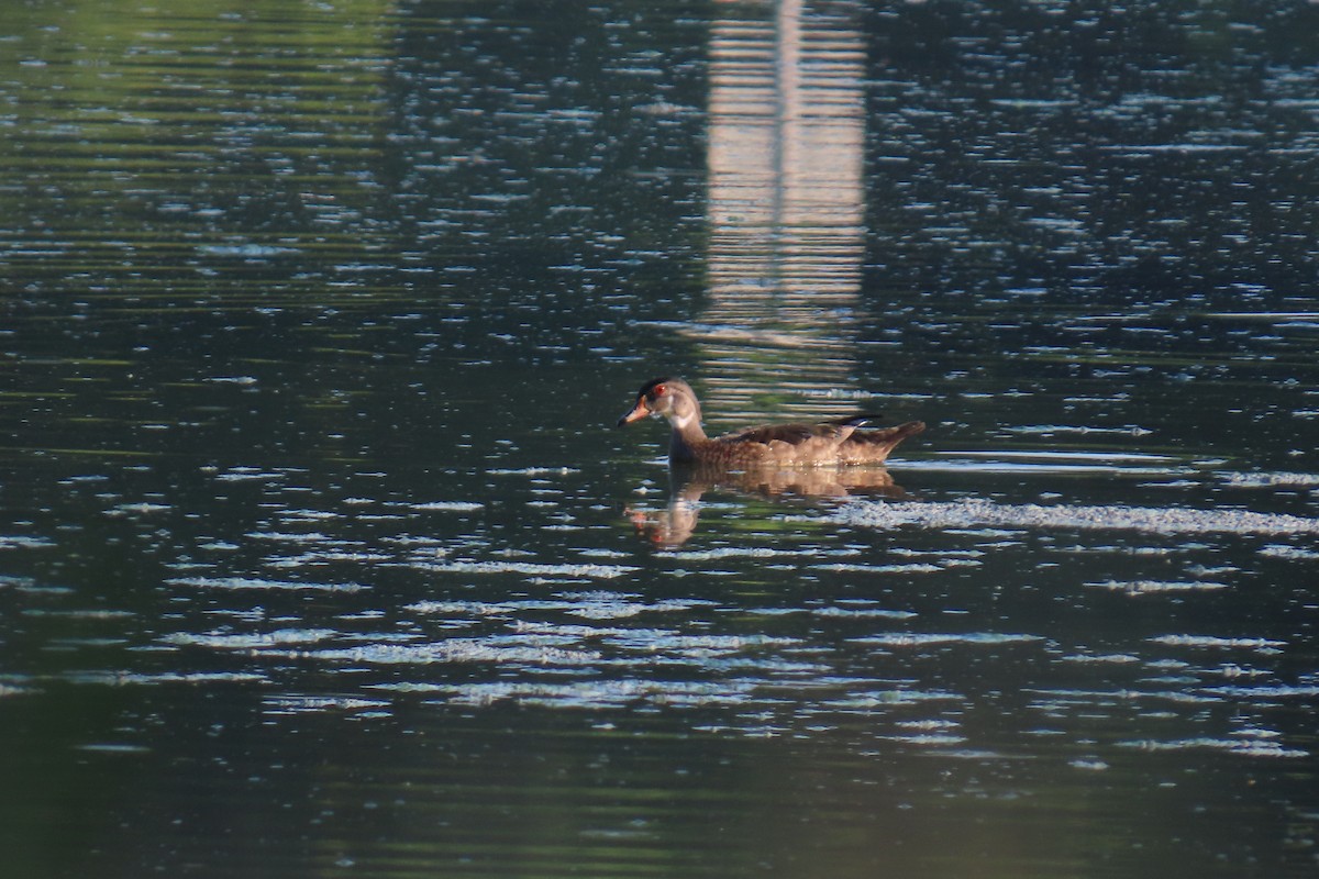 Wood Duck - ML638603428