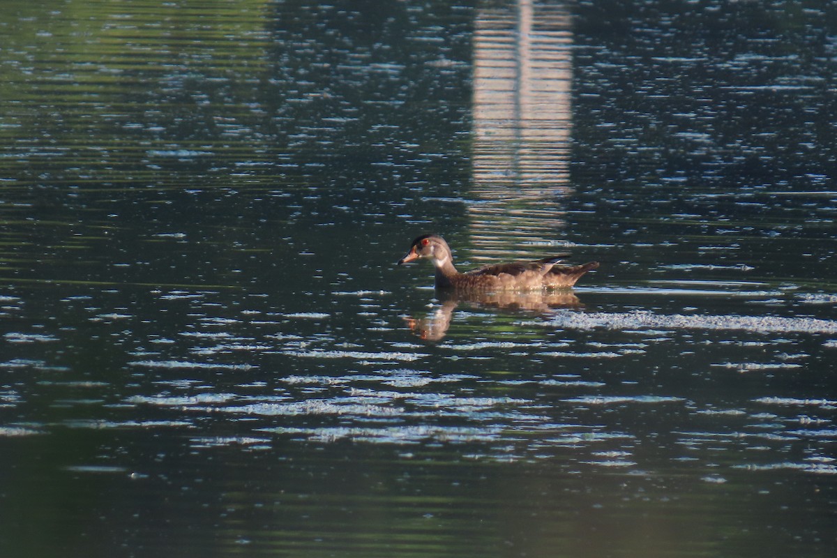 Wood Duck - ML638603429