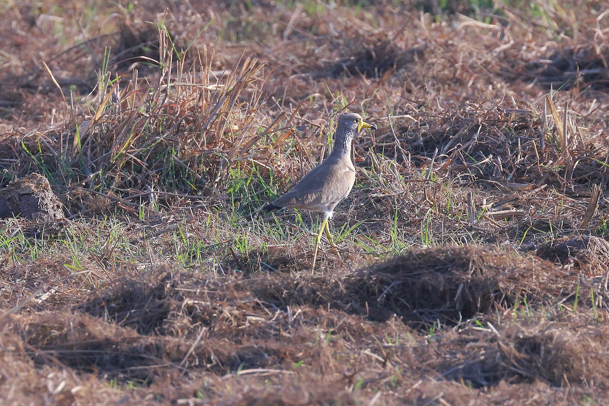 Wattled Lapwing - ML638603430