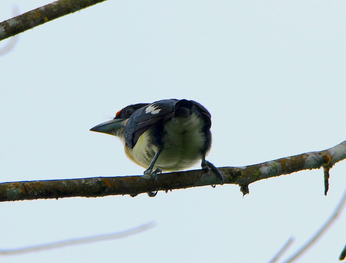 Orange-fronted Barbet - ML638603431