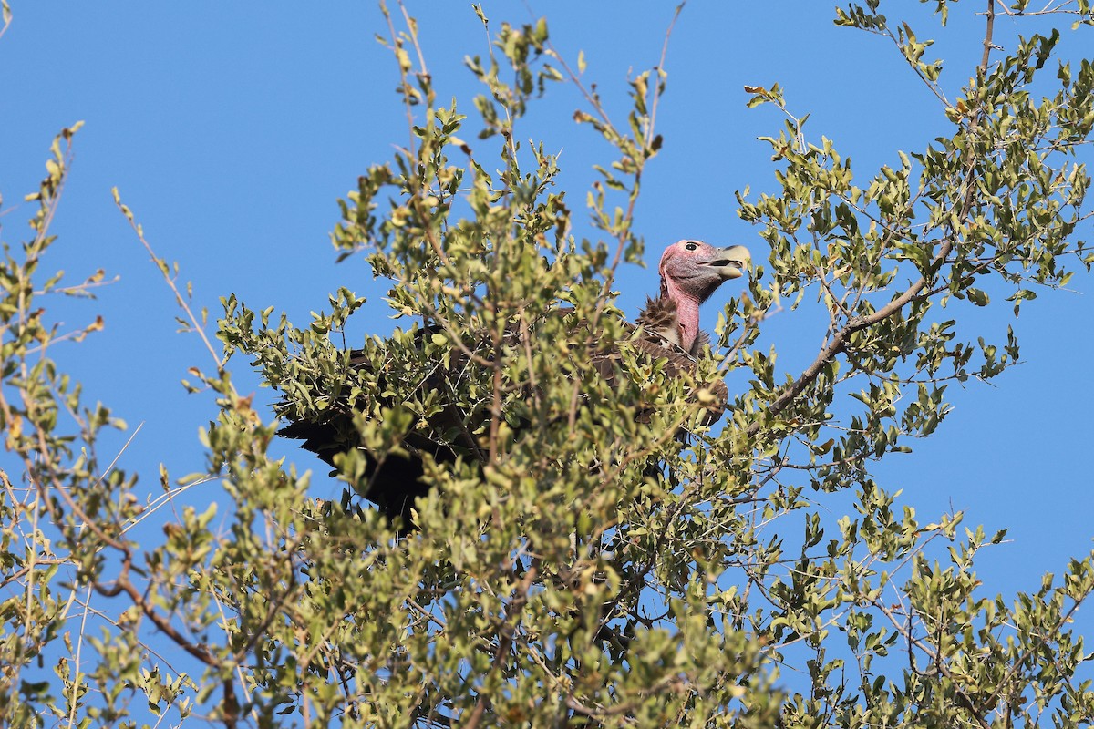 Lappet-faced Vulture - ML638603441