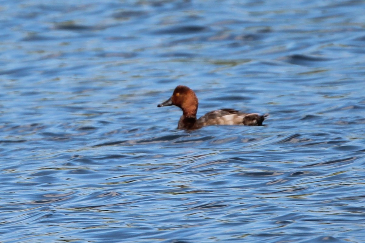 Redhead - ML638603448