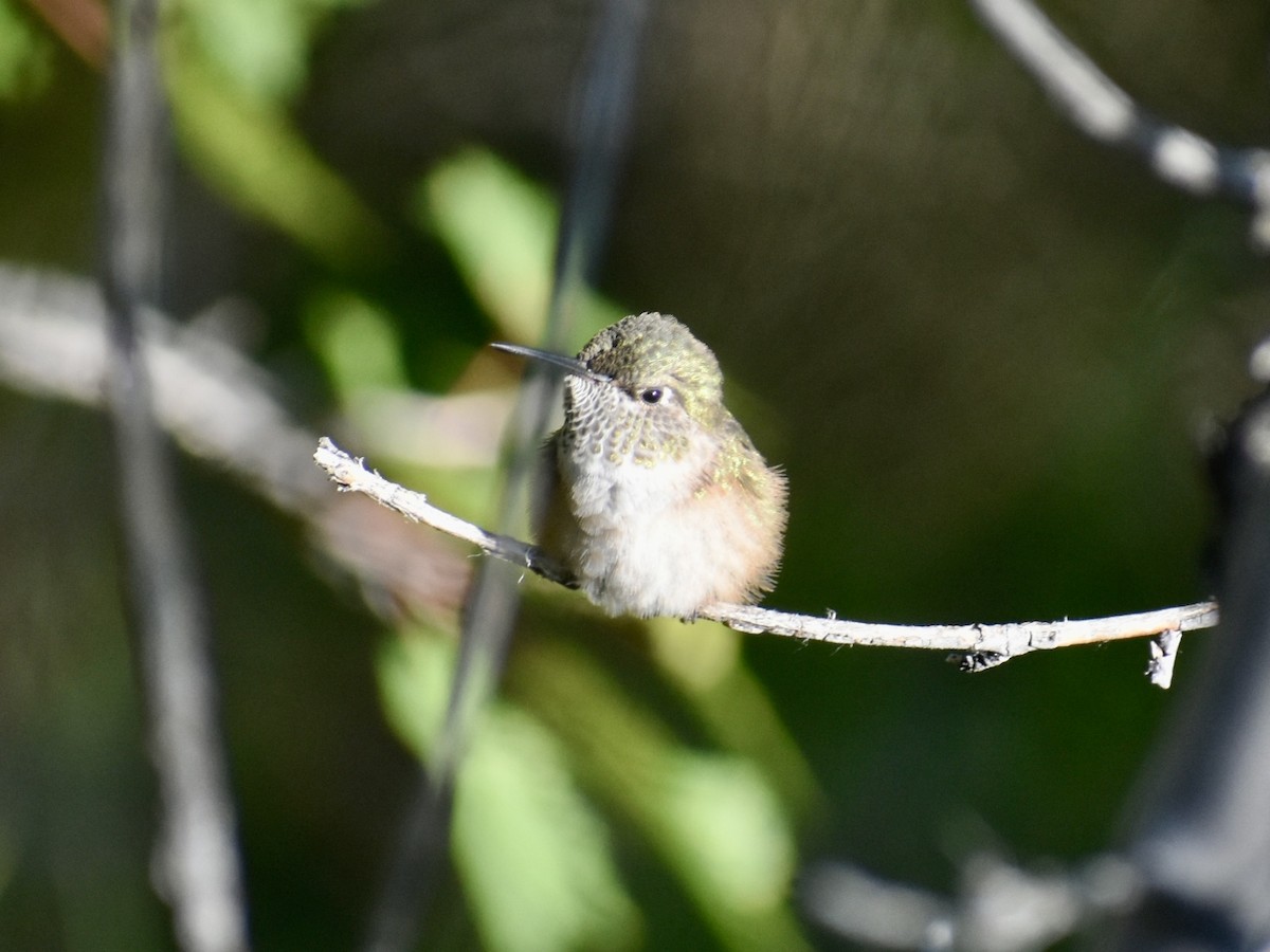 Broad-tailed Hummingbird - ML638603449