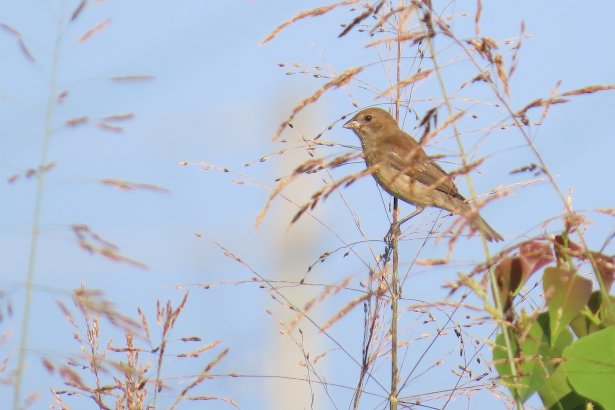 Indigo Bunting - ML638603454