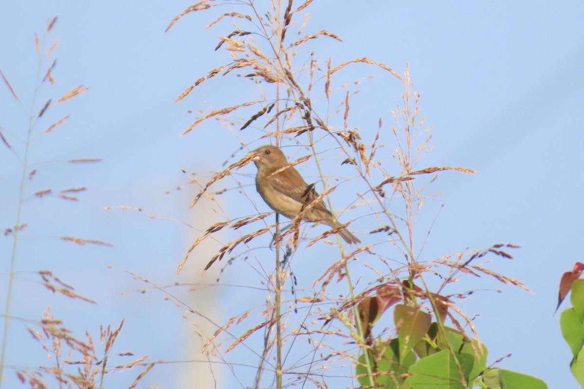 Indigo Bunting - ML638603455