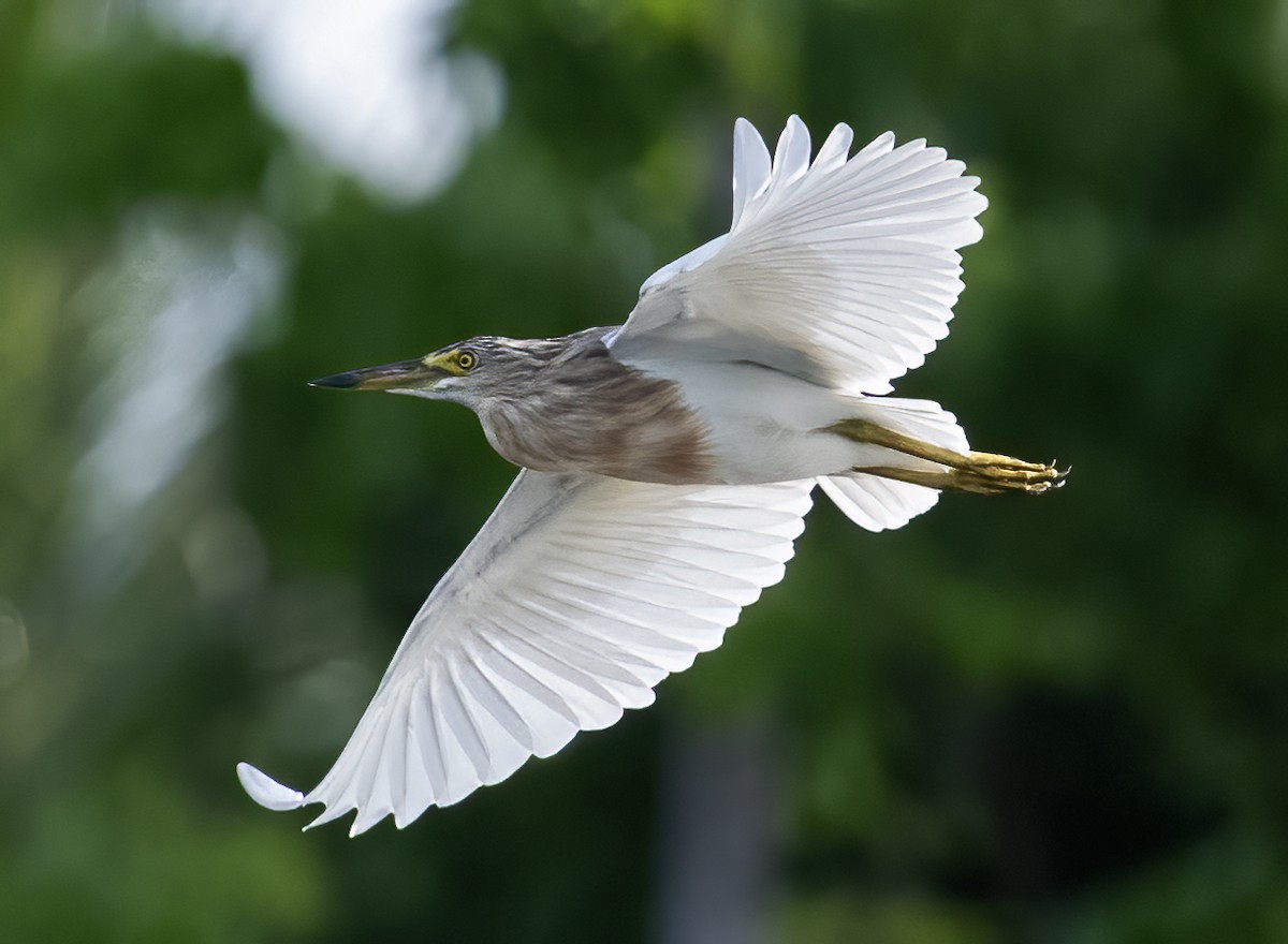 Javan Pond-Heron - ML638603464