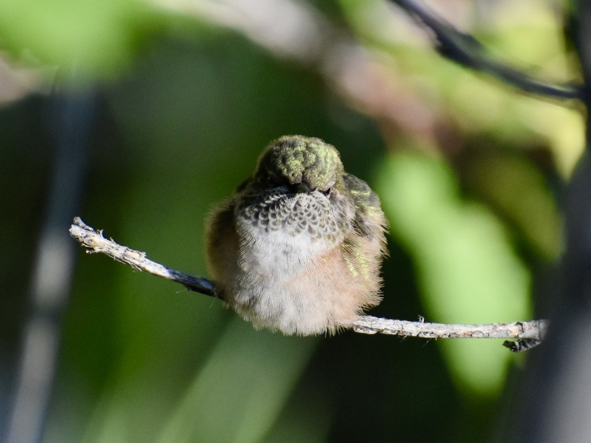 Broad-tailed Hummingbird - ML638603472