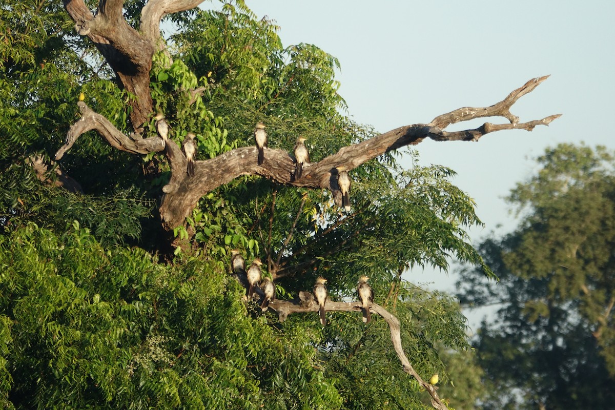 Guira Cuckoo - ML638603473
