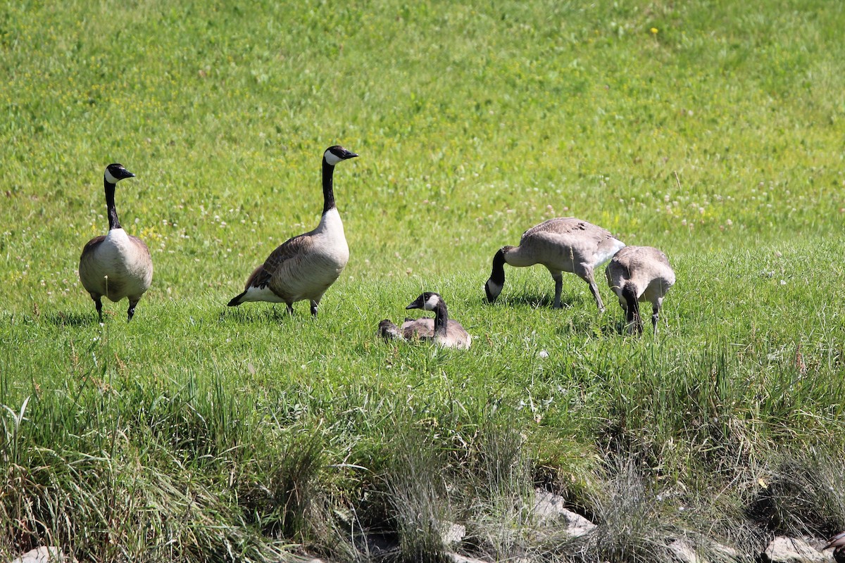 Canada Goose - ML638603474