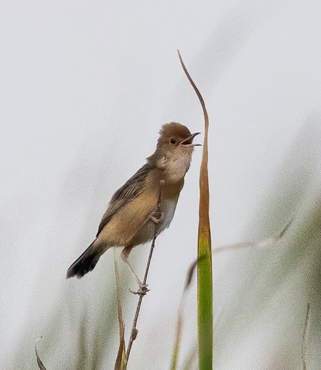 Golden-headed Cisticola - ML638603486