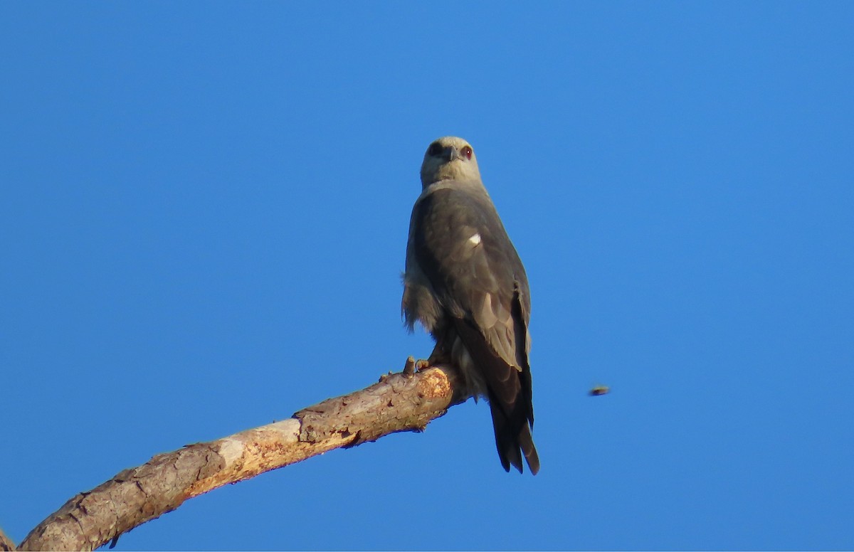 Mississippi Kite - ML638603487