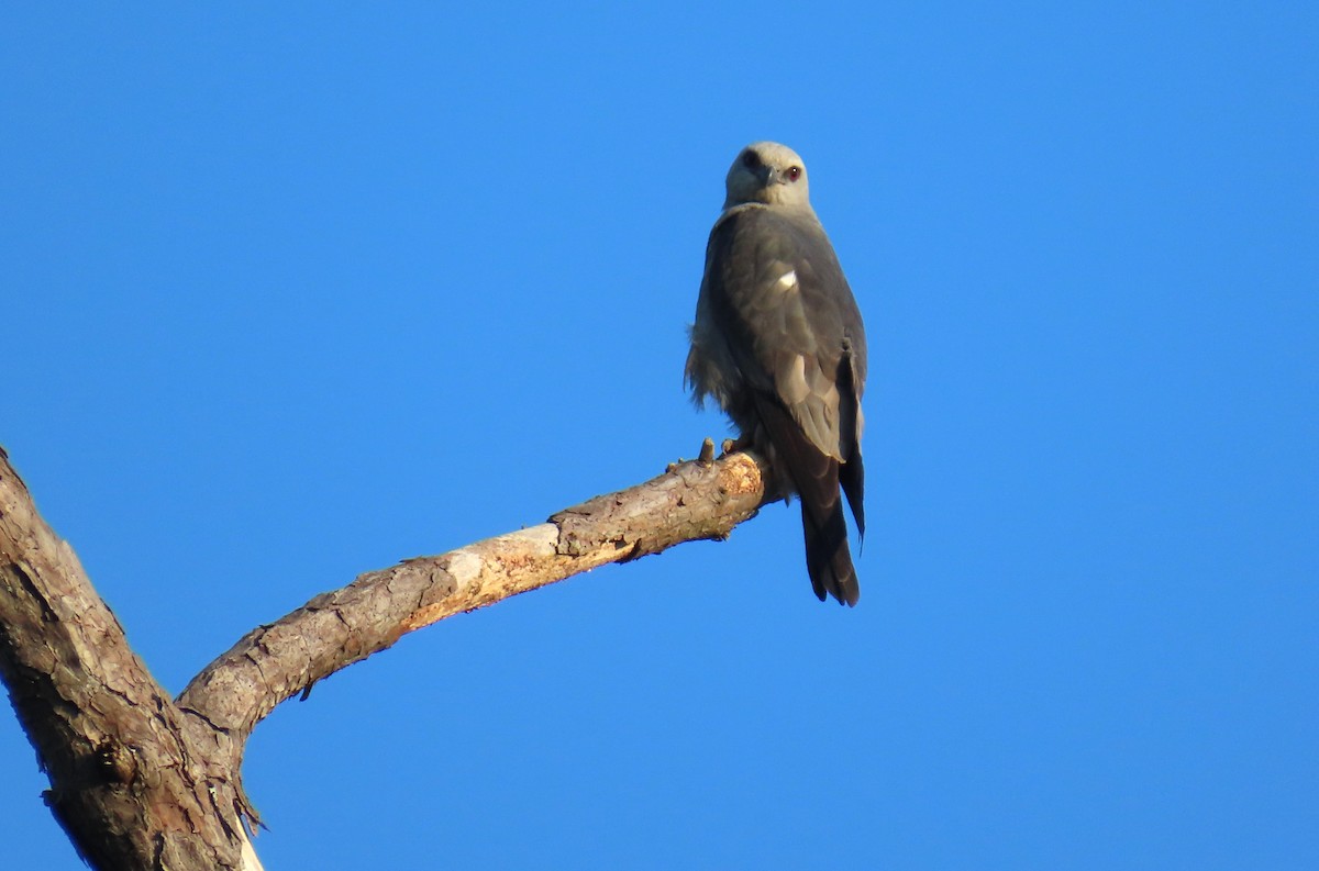 Mississippi Kite - ML638603488