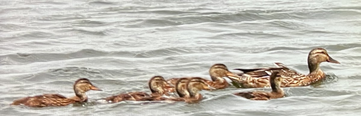 Mallard - ML638603514