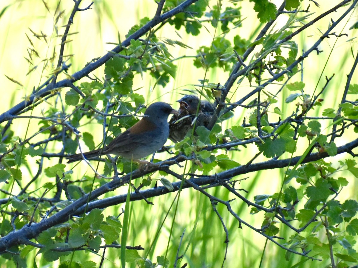 Dark-eyed Junco - ML638603547