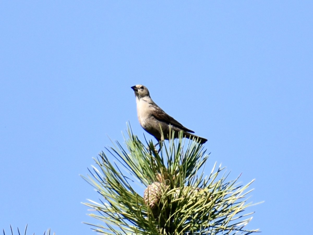 Brown-headed Cowbird - ML638603580