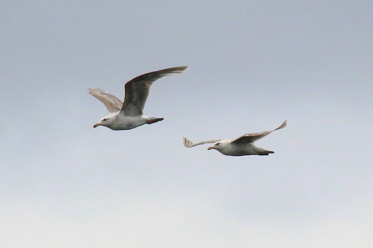 gull sp. - ML638603583