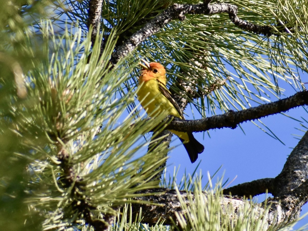 Western Tanager - ML638603588