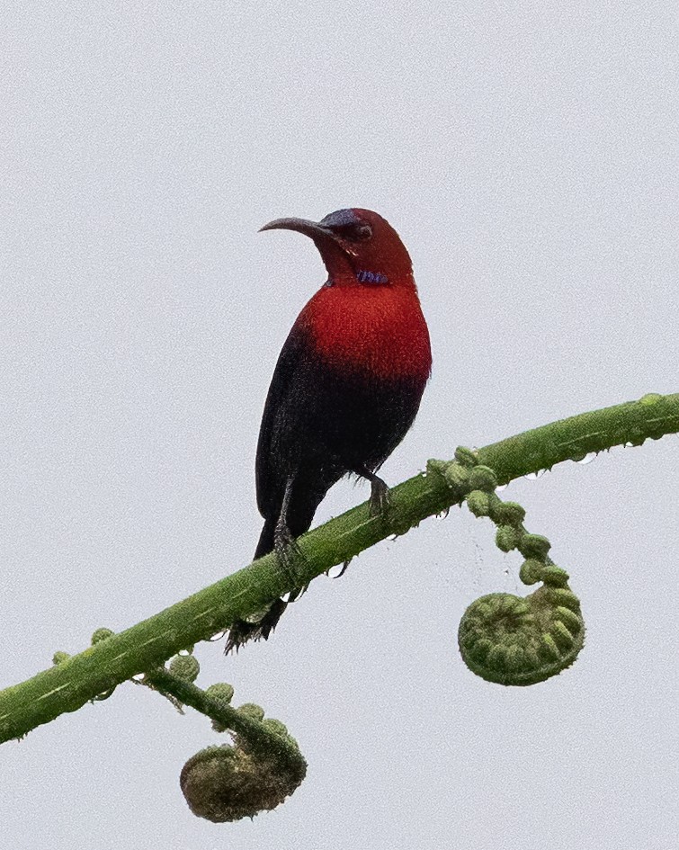 Magnificent Sunbird - ML638603601