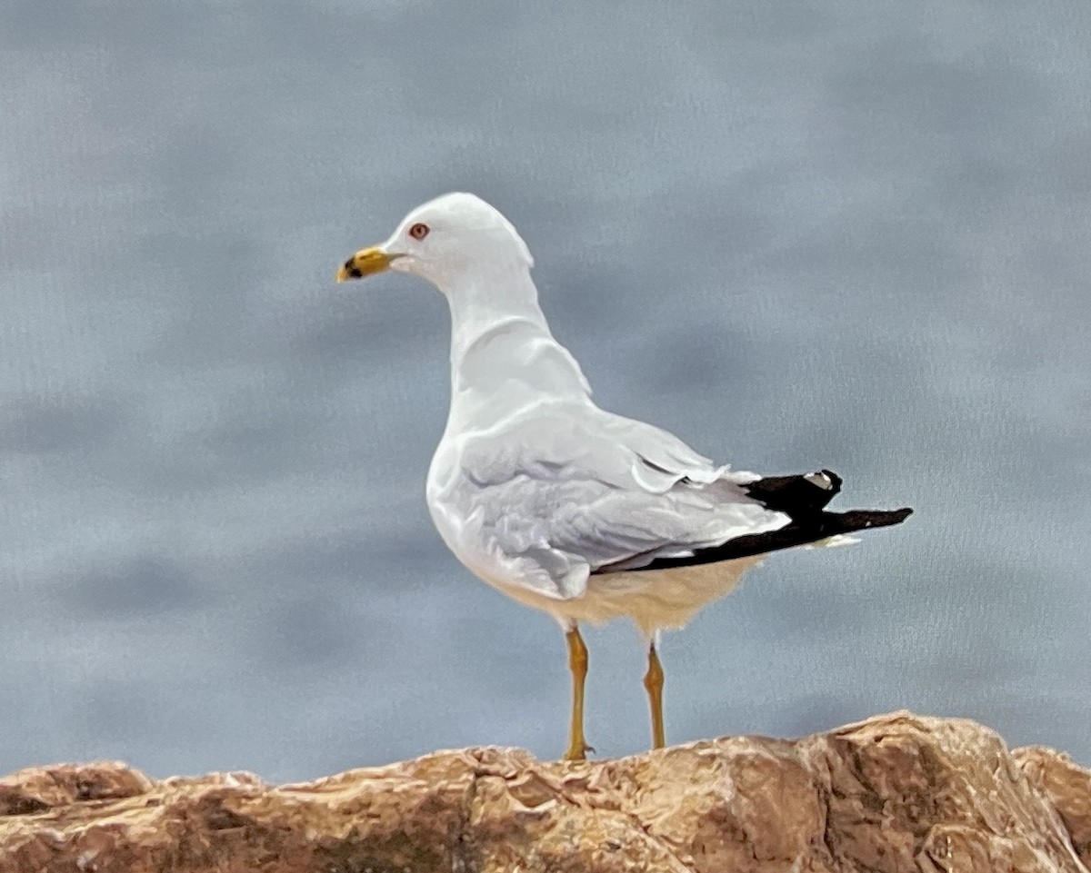 Ring-billed Gull - ML638603618