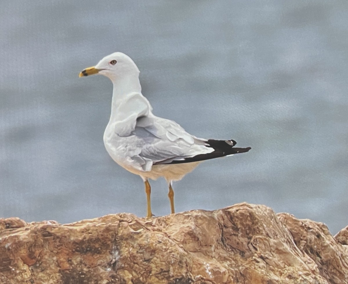 Ring-billed Gull - ML638603619