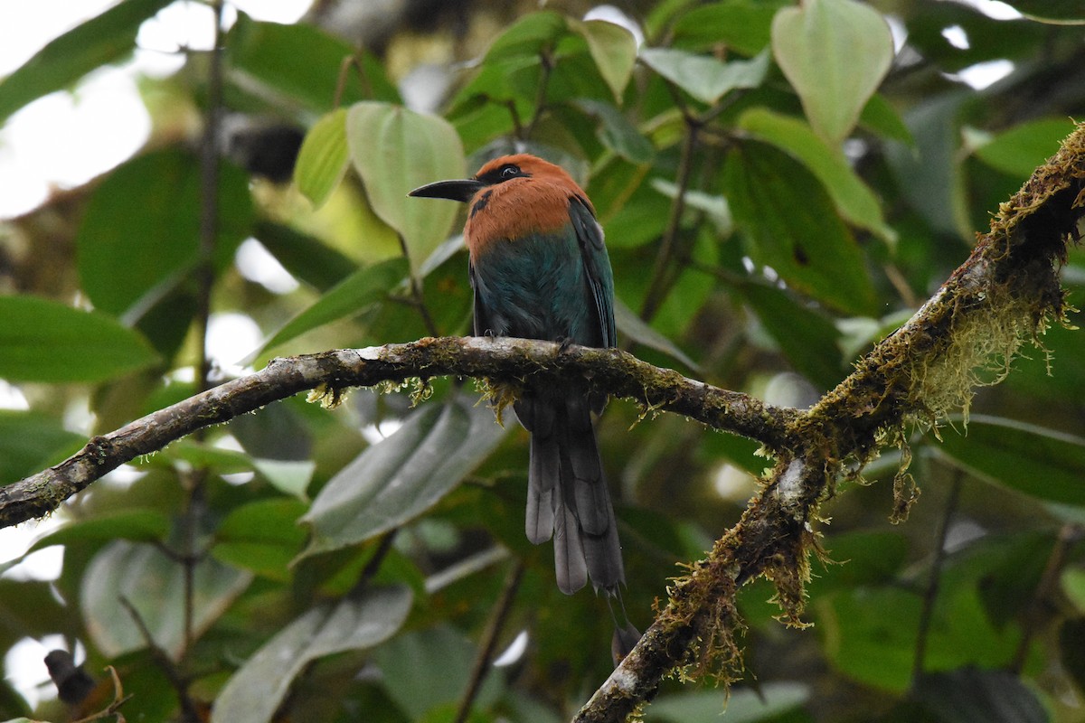 Broad-billed Motmot - ML638603634