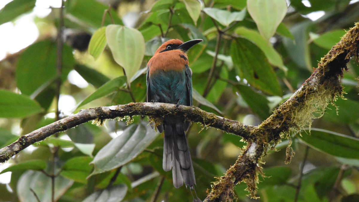 Broad-billed Motmot - ML638603636