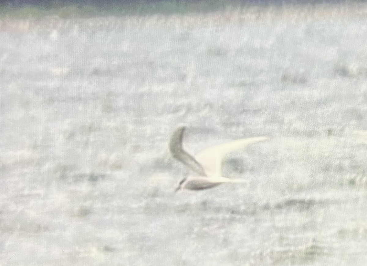 Caspian Tern - ML638603656