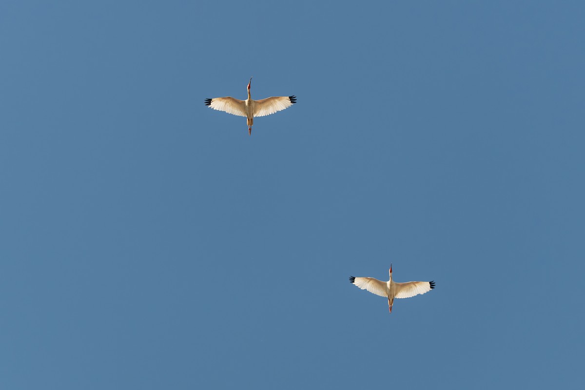 White Ibis - ML638603661