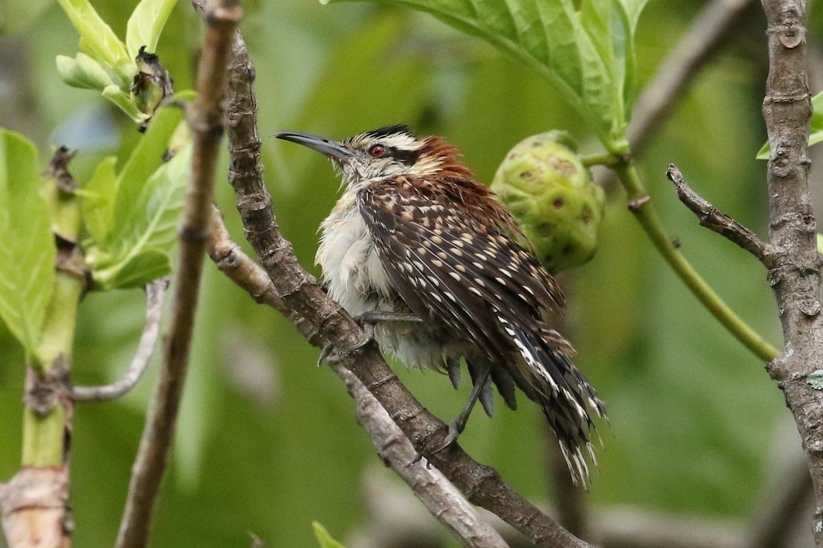 Rufous-backed Wren - ML638603666