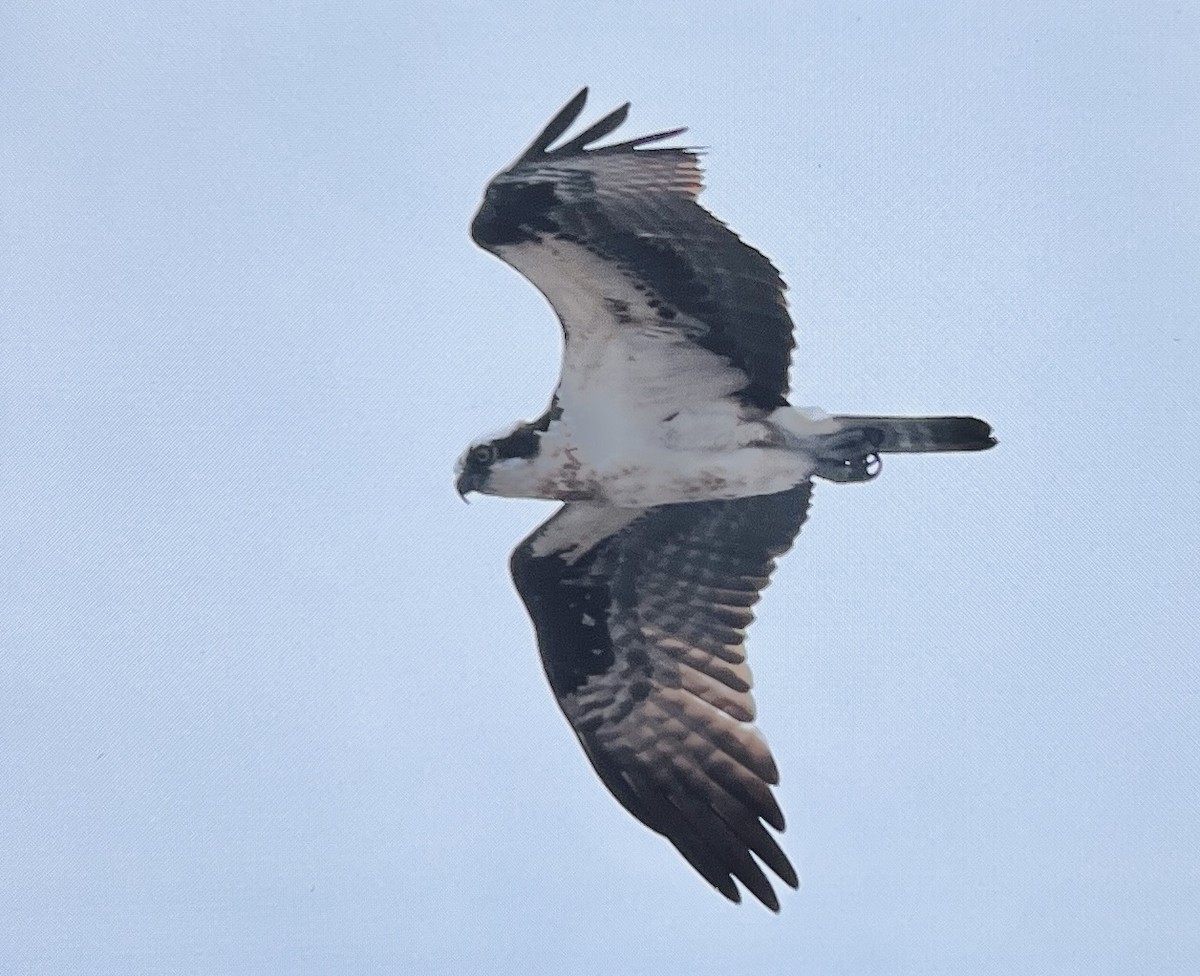 Osprey - ML638603667