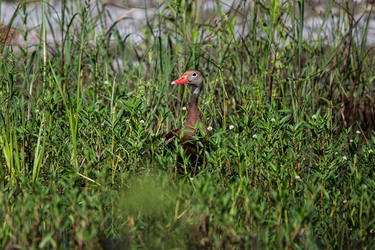 Black-bellied Whistling-Duck - ML638603676