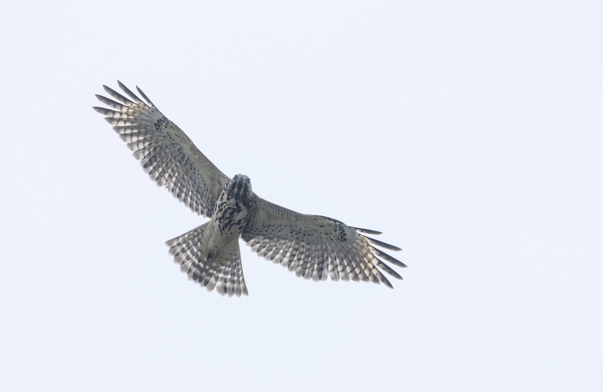 Red-shouldered Hawk - ML638603683