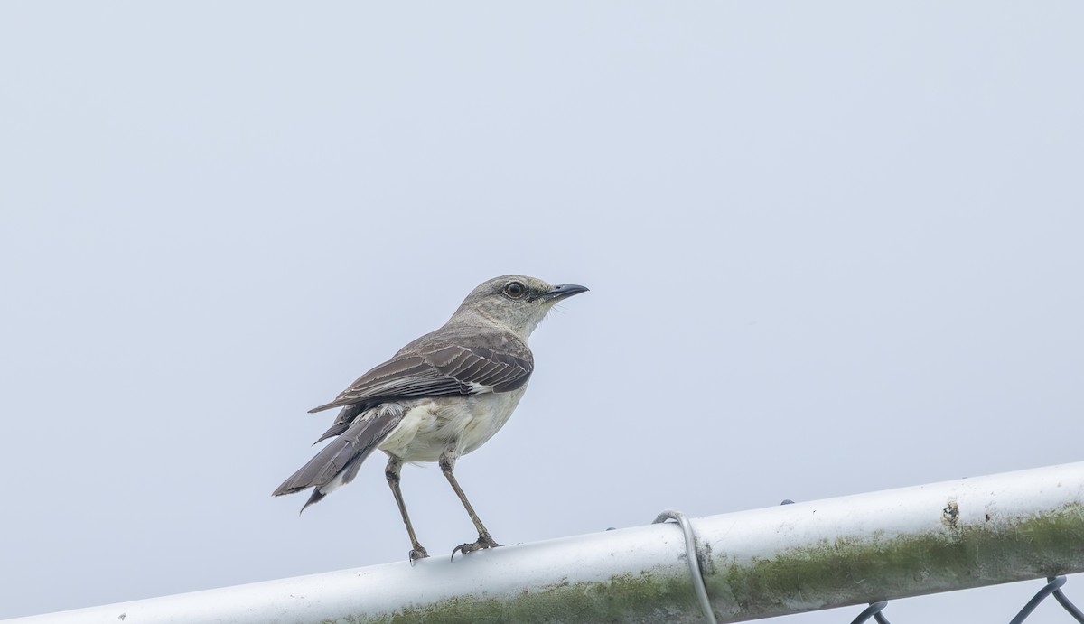 Northern Mockingbird - ML638603686