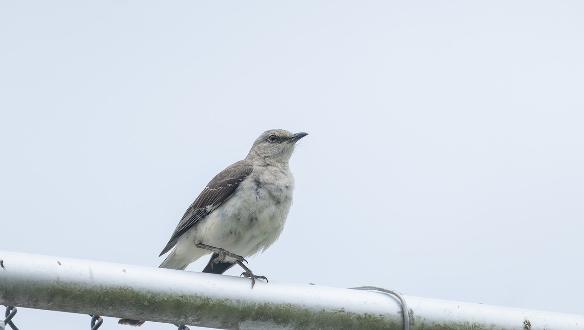 Northern Mockingbird - ML638603687
